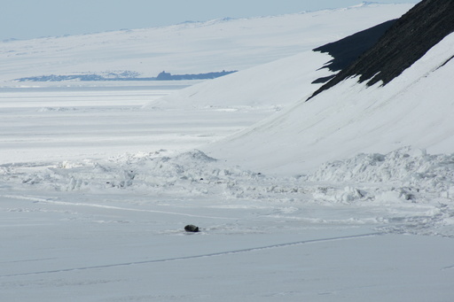 A seal catching some rays on the sea ice near Hut Point, McMurdo. (click to enlarge)