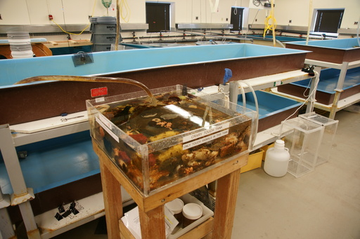 The \'touch tank\' in the Crary Lab. The larger tanks in the background are for science projects. (click to enlarge)