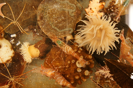 A closeup of creatures in the \'touch tank\'. The green part of the shrimp is apparently its brain; the spider-like creatures have all their internal organs in their legs. (click to enlarge)