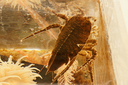 A giant sea lice. This one is as big as your hand. Normally they are microscopic, but they grow slowly and large in the cold Antarctic waters. (click to enlarge)