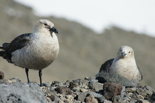 A pair of skuas near Observation Hill. (click to enlarge)