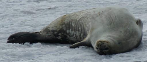 A closeup of a seal trying to soak up some sun. (click to enlarge)