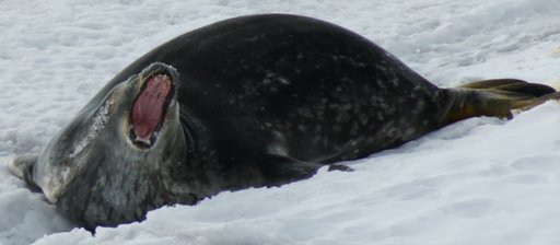A seal yawning(?). This is a cropped image from a 300mm telephoto shot, so I was too far away to provoke an attack response, I hope. (click to enlarge)