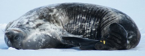 A seal using a flipper to scratch its tail. (click to enlarge)